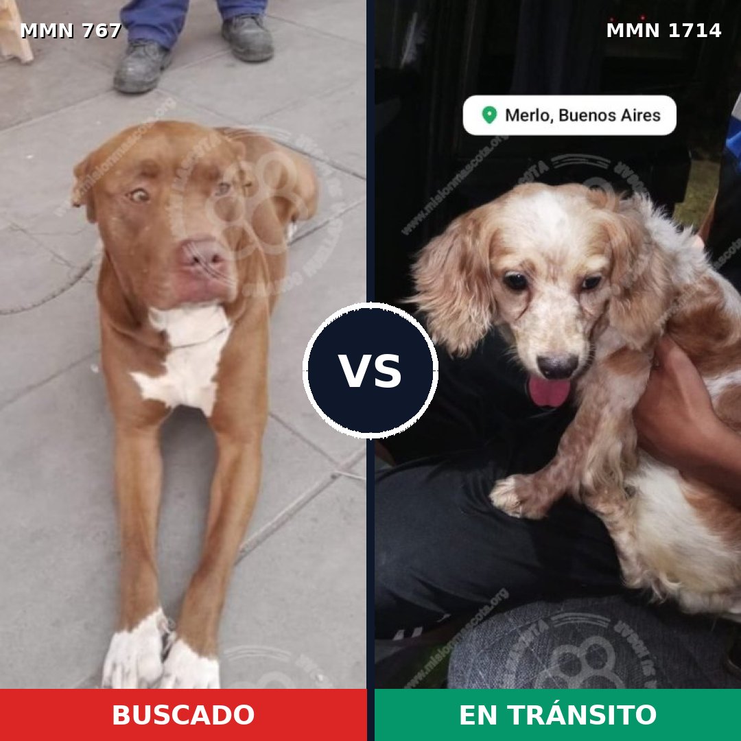 Comparativa MMS 37941: mascota perdida y mascota encontrada, 41% de similitud