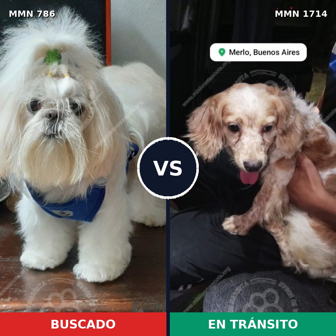 Comparativa MMS 37942: mascota perdida y mascota encontrada, 55% de similitud