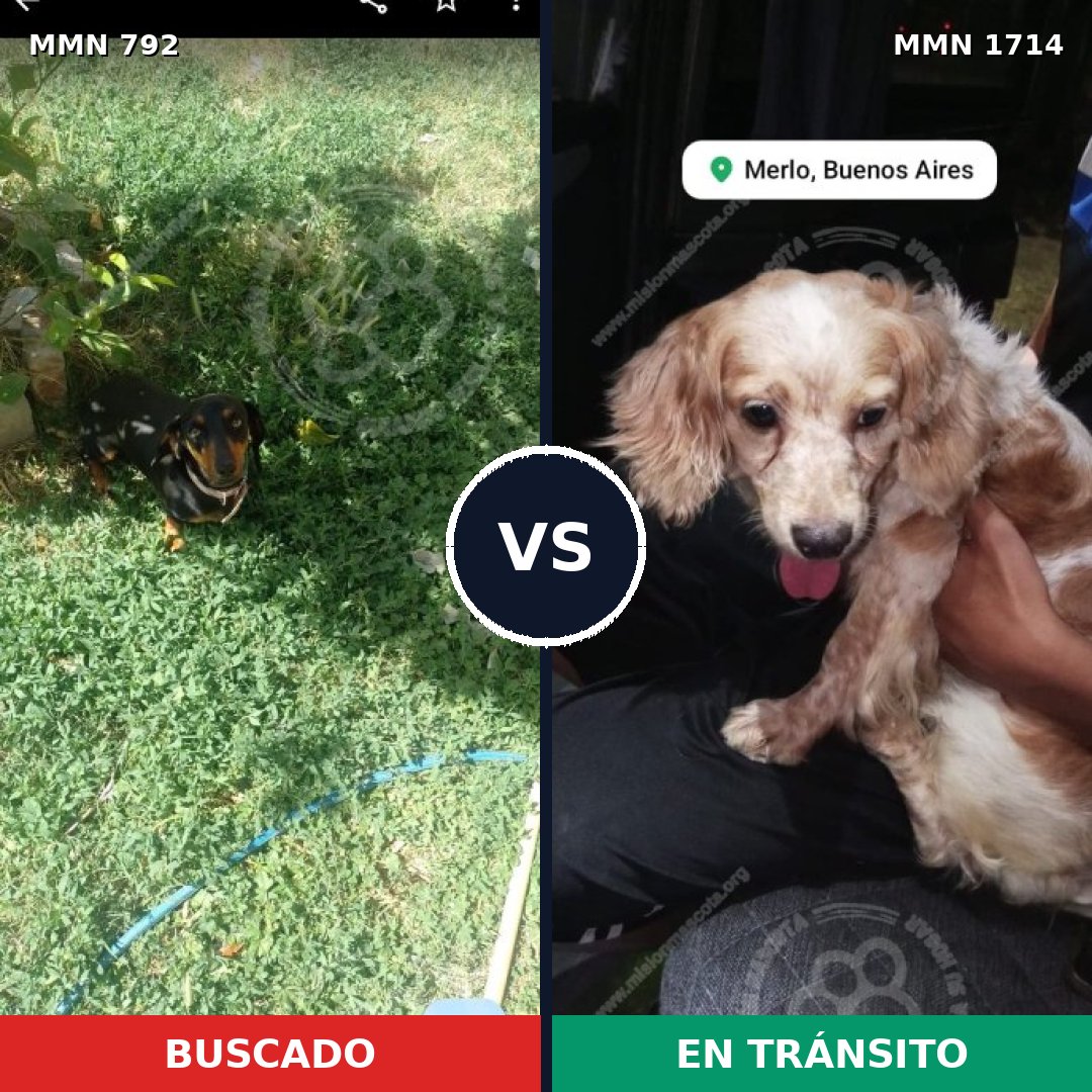 Comparativa MMS 37943: mascota perdida y mascota encontrada, 24% de similitud