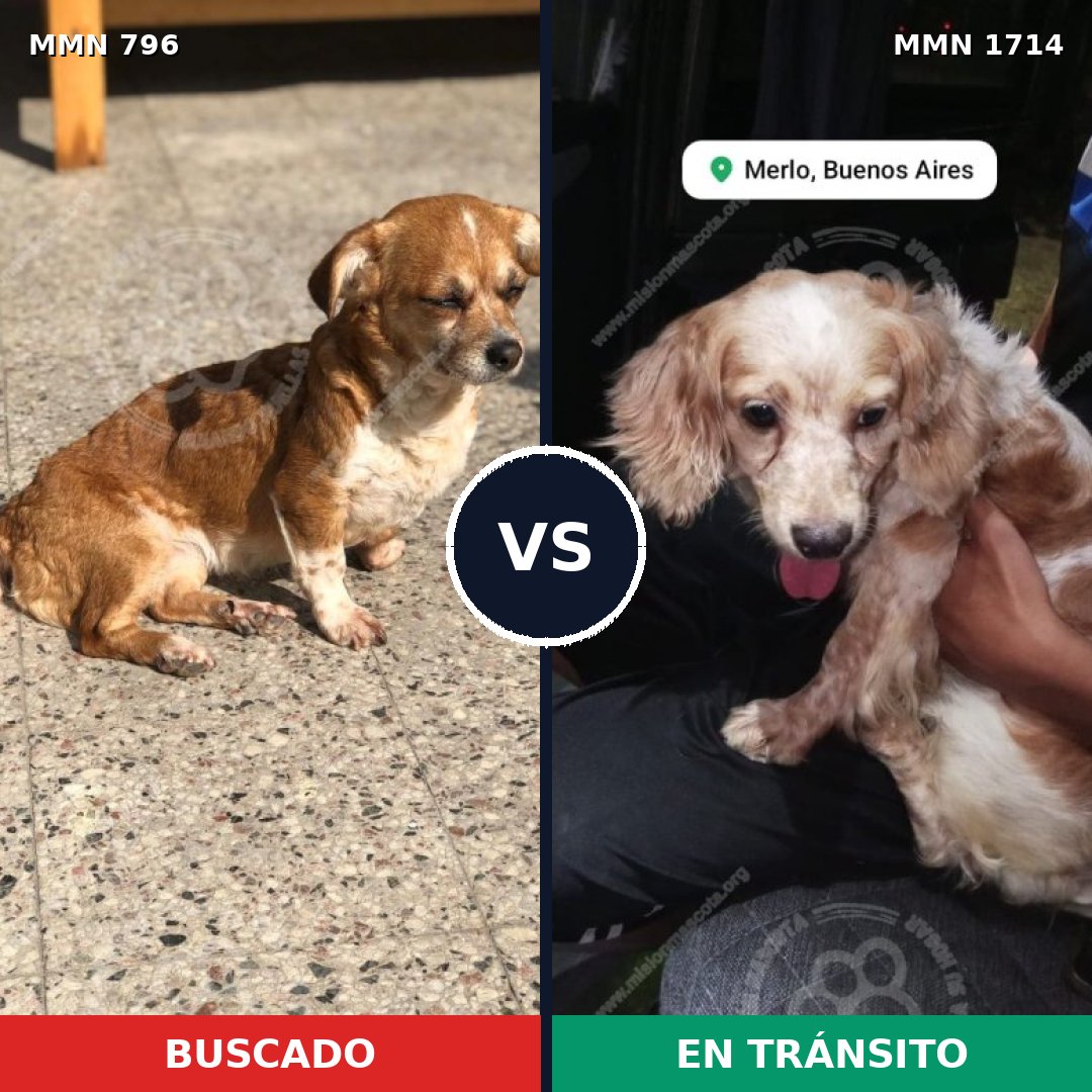 Comparativa MMS 37944: mascota perdida y mascota encontrada, 52% de similitud