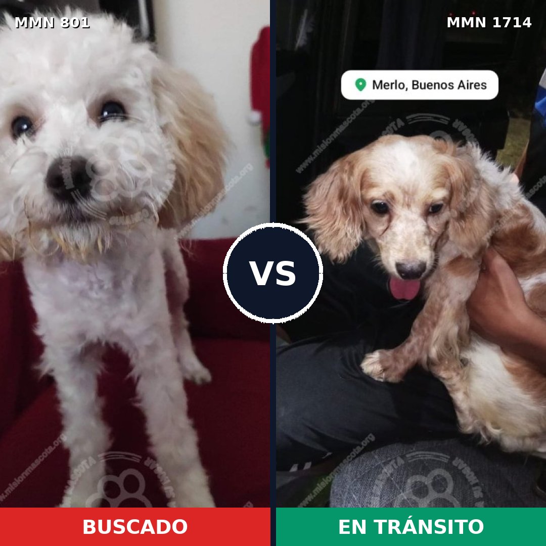 Comparativa MMS 37945: mascota perdida y mascota encontrada, 54% de similitud