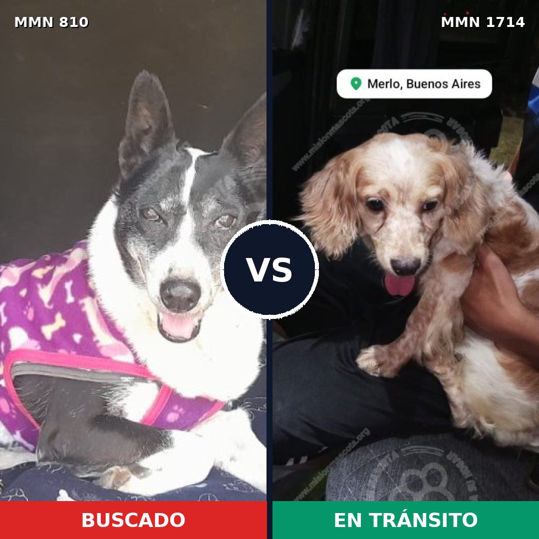 Comparativa MMS 37946: mascota perdida y mascota encontrada, 40% de similitud