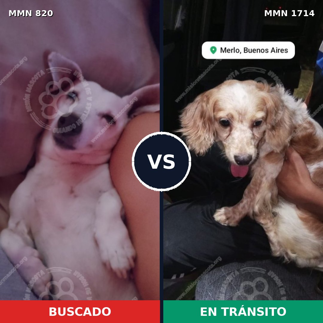 Comparativa MMS 37947: mascota perdida y mascota encontrada, 52% de similitud