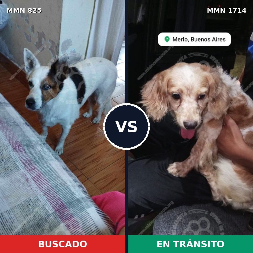 Comparativa MMS 37949: mascota perdida y mascota encontrada, 48% de similitud
