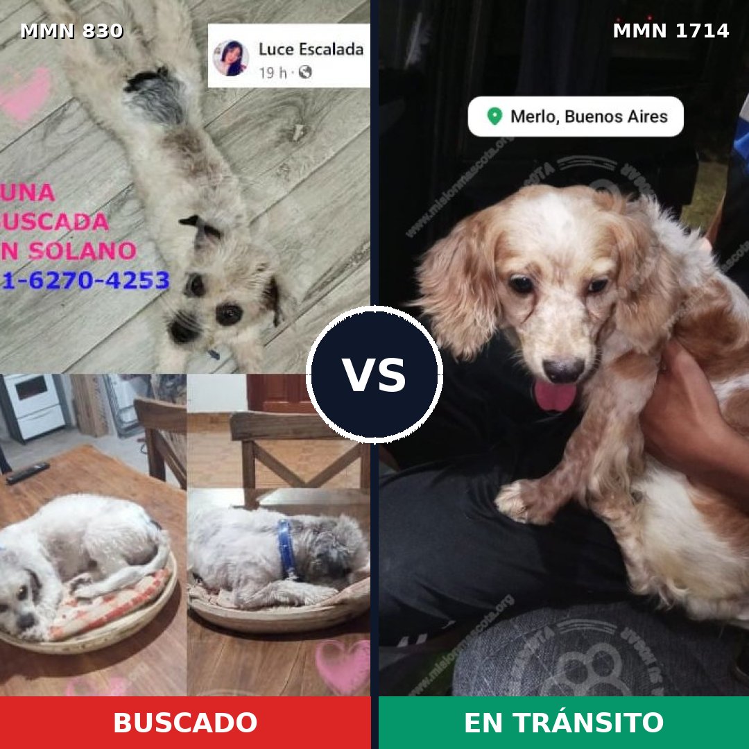 Comparativa MMS 37950: mascota perdida y mascota encontrada, 49% de similitud