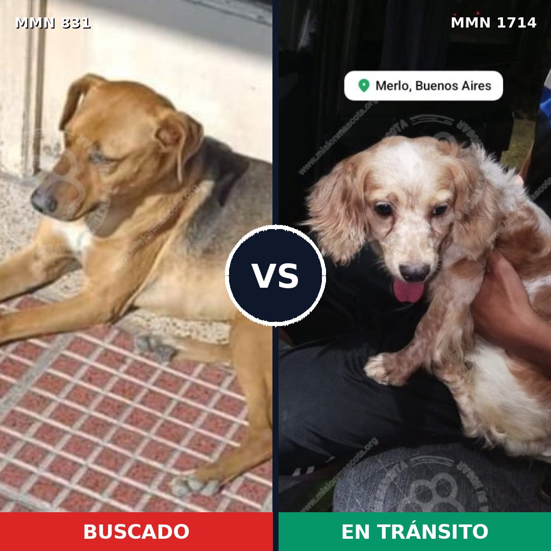 Comparativa MMS 37951: mascota perdida y mascota encontrada, 41% de similitud