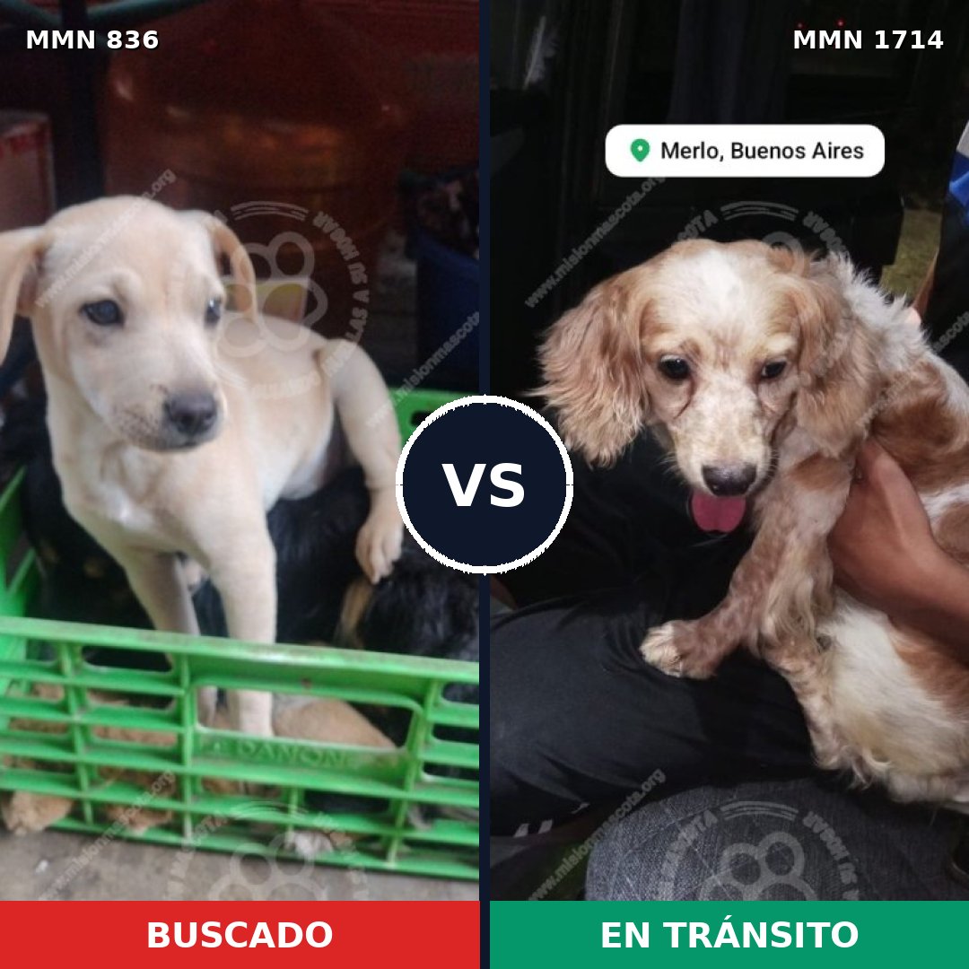 Comparativa MMS 37952: mascota perdida y mascota encontrada, 38% de similitud