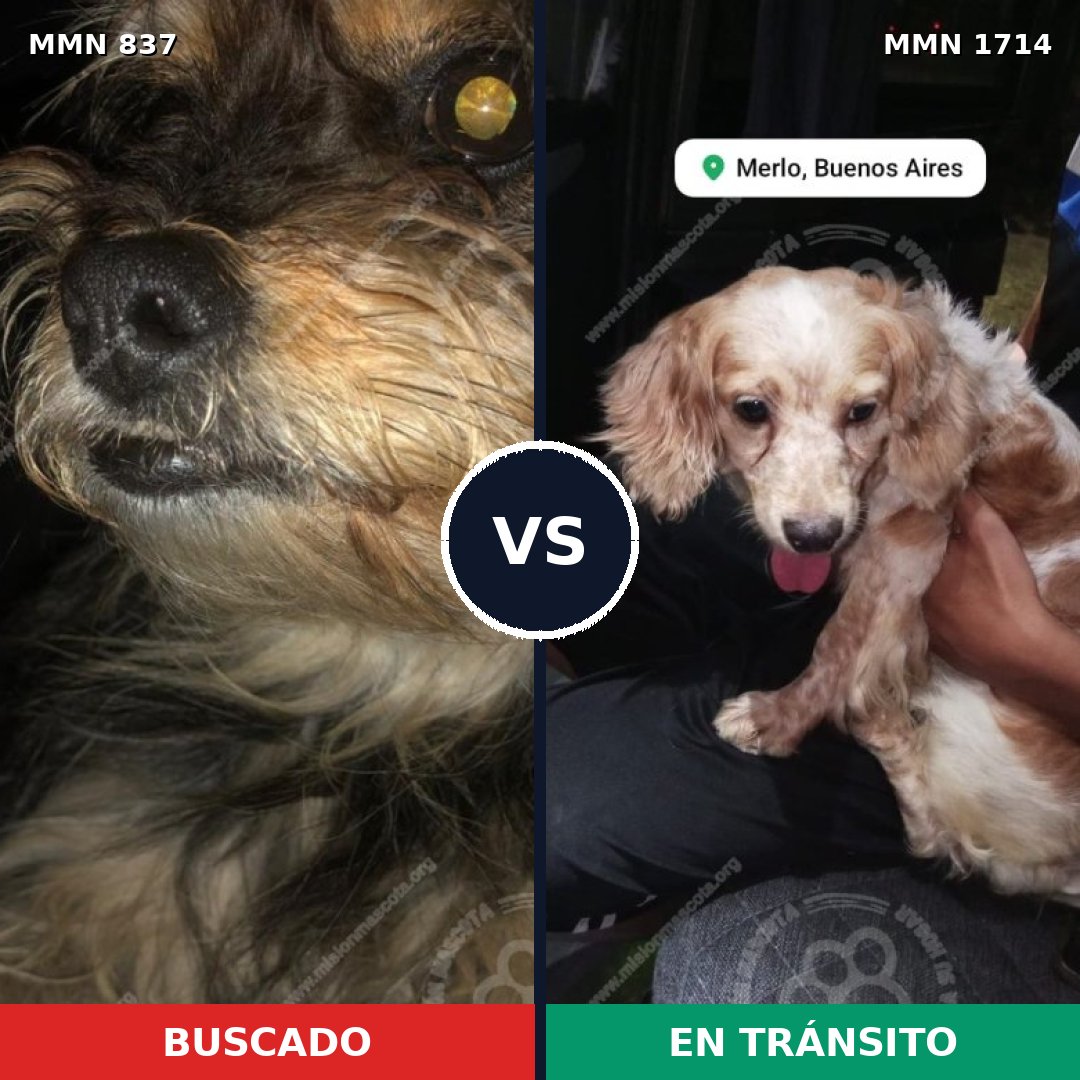 Comparativa MMS 37953: mascota perdida y mascota encontrada, 54% de similitud