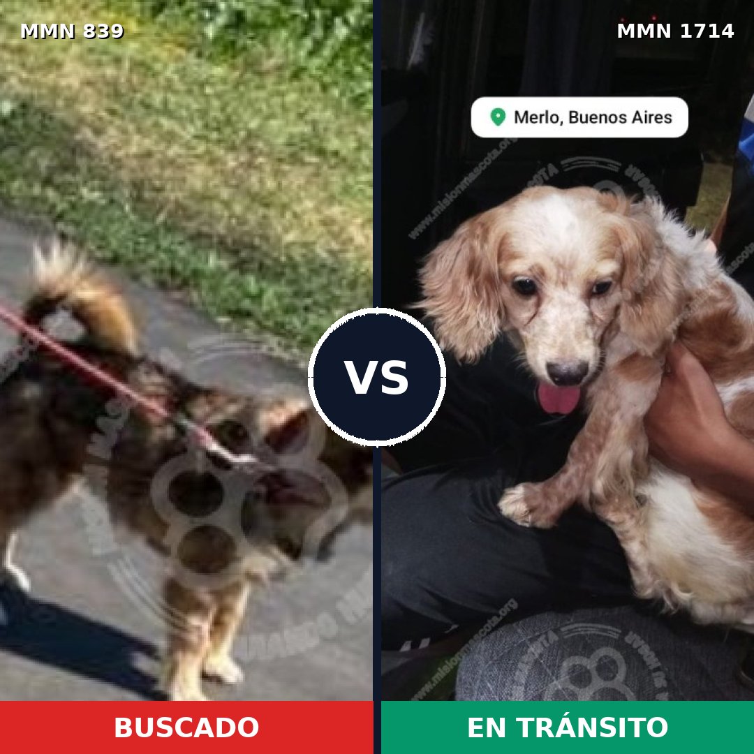 Comparativa MMS 37954: mascota perdida y mascota encontrada, 54% de similitud