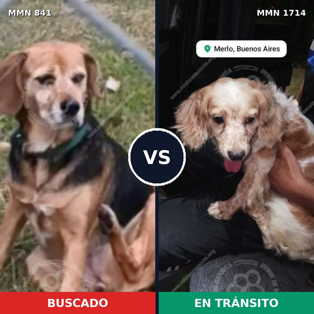 Comparativa MMS 37955: mascota perdida y mascota encontrada, 35% de similitud