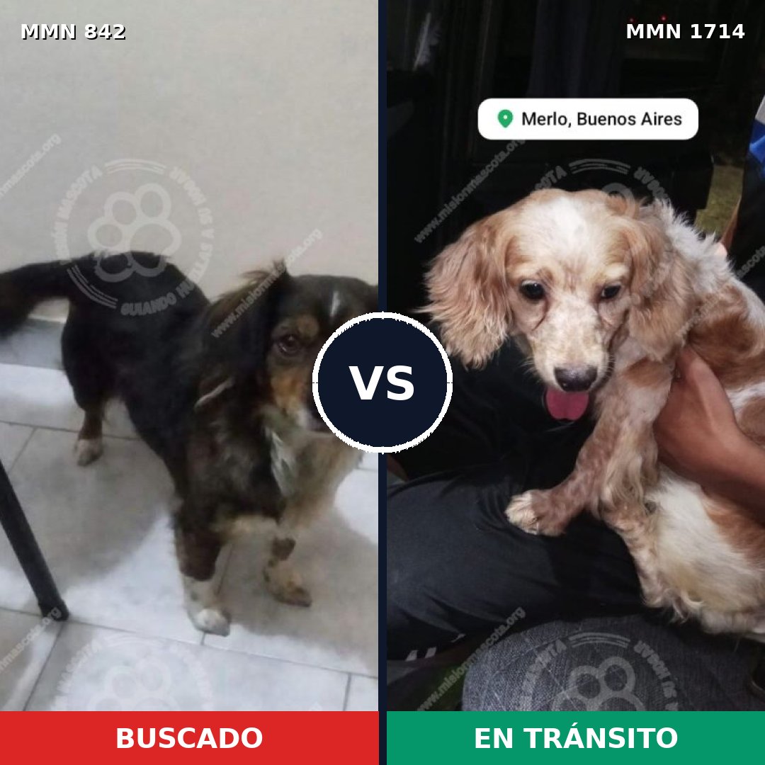 Comparativa MMS 37956: mascota perdida y mascota encontrada, 48% de similitud