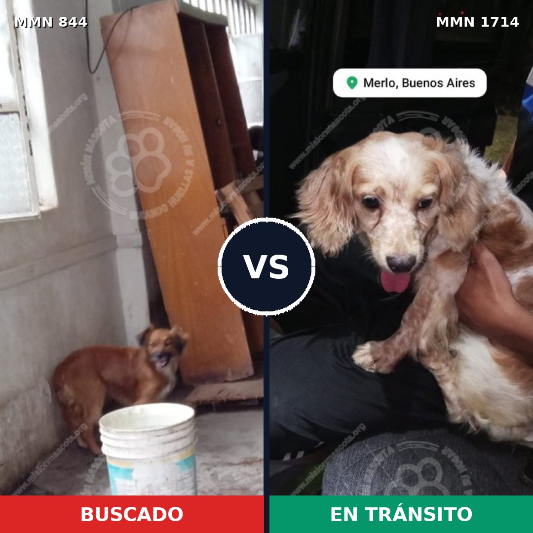 Comparativa MMS 37957: mascota perdida y mascota encontrada, 45% de similitud