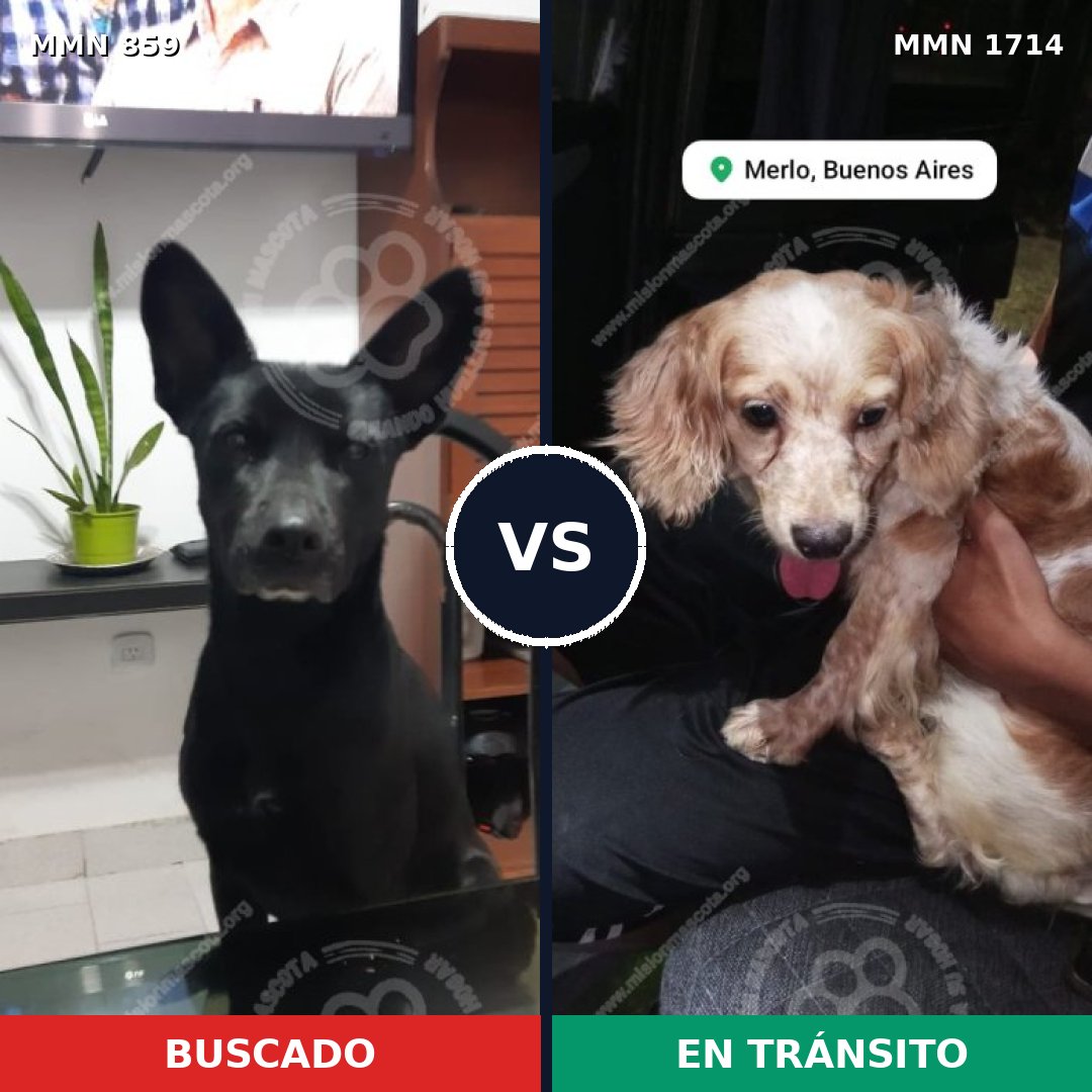 Comparativa MMS 37958: mascota perdida y mascota encontrada, 42% de similitud
