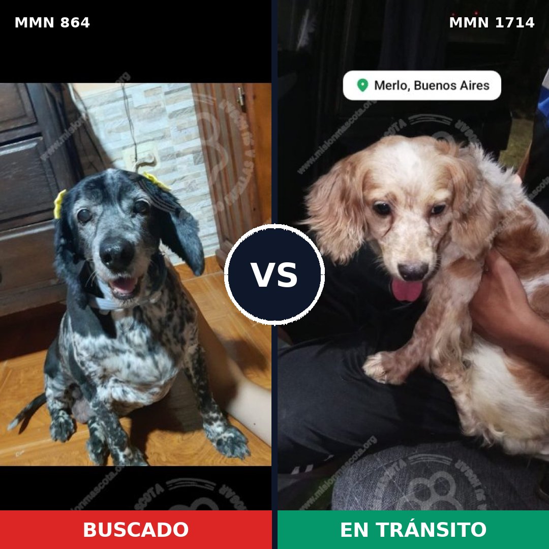 Comparativa MMS 37959: mascota perdida y mascota encontrada, 31% de similitud