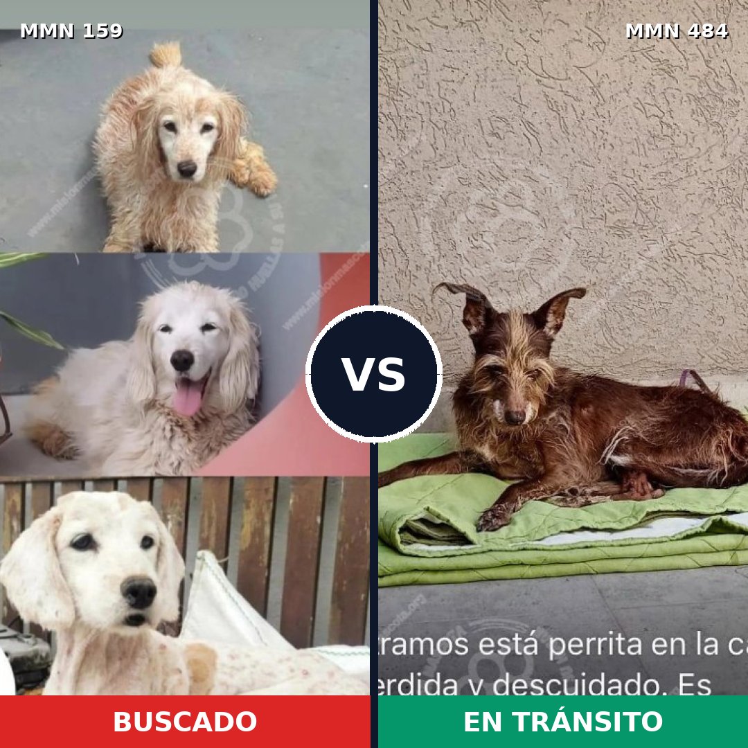 Comparativa MMS 3796: mascota perdida y mascota encontrada, 48% de similitud