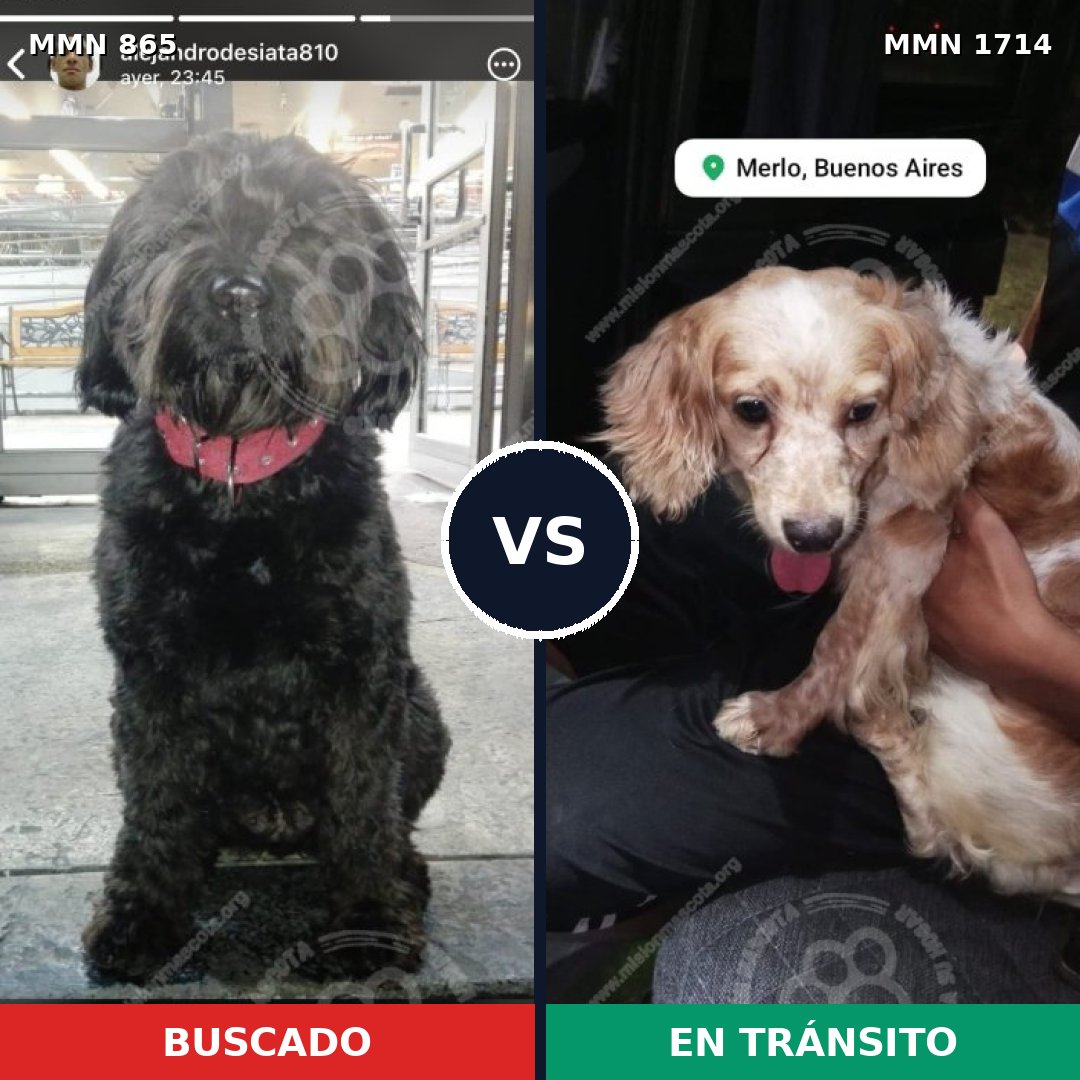 Comparativa MMS 37960: mascota perdida y mascota encontrada, 40% de similitud
