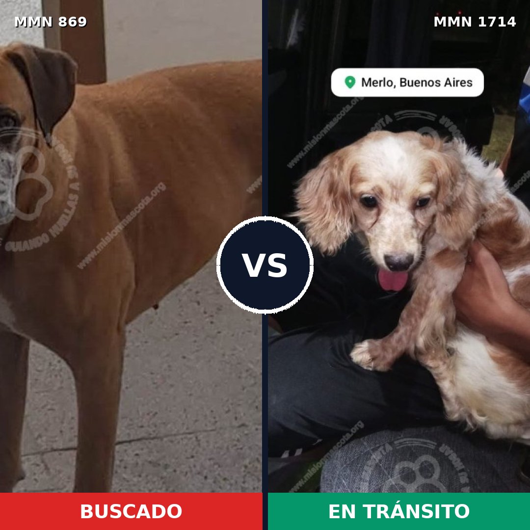 Comparativa MMS 37961: mascota perdida y mascota encontrada, 43% de similitud