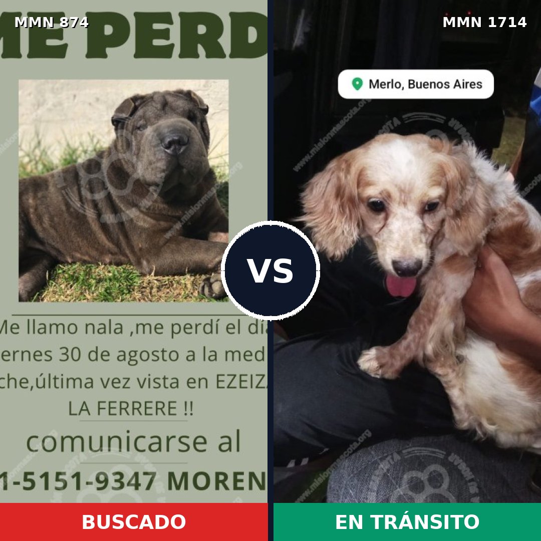 Comparativa MMS 37962: mascota perdida y mascota encontrada, 40% de similitud