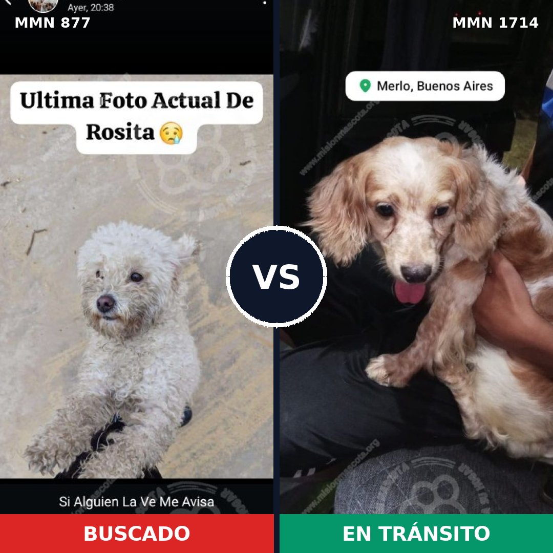 Comparativa MMS 37963: mascota perdida y mascota encontrada, 56% de similitud