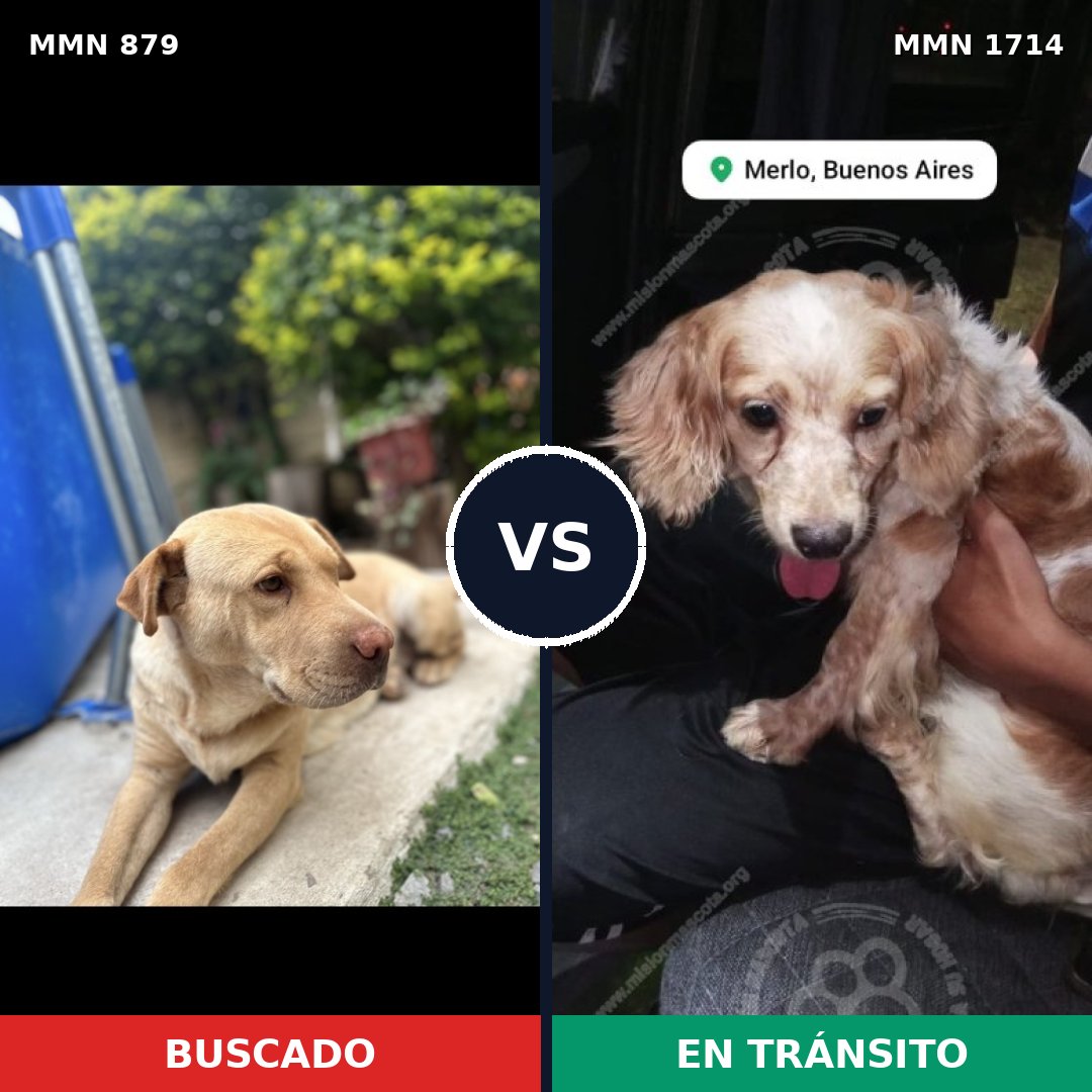 Comparativa MMS 37964: mascota perdida y mascota encontrada, 41% de similitud