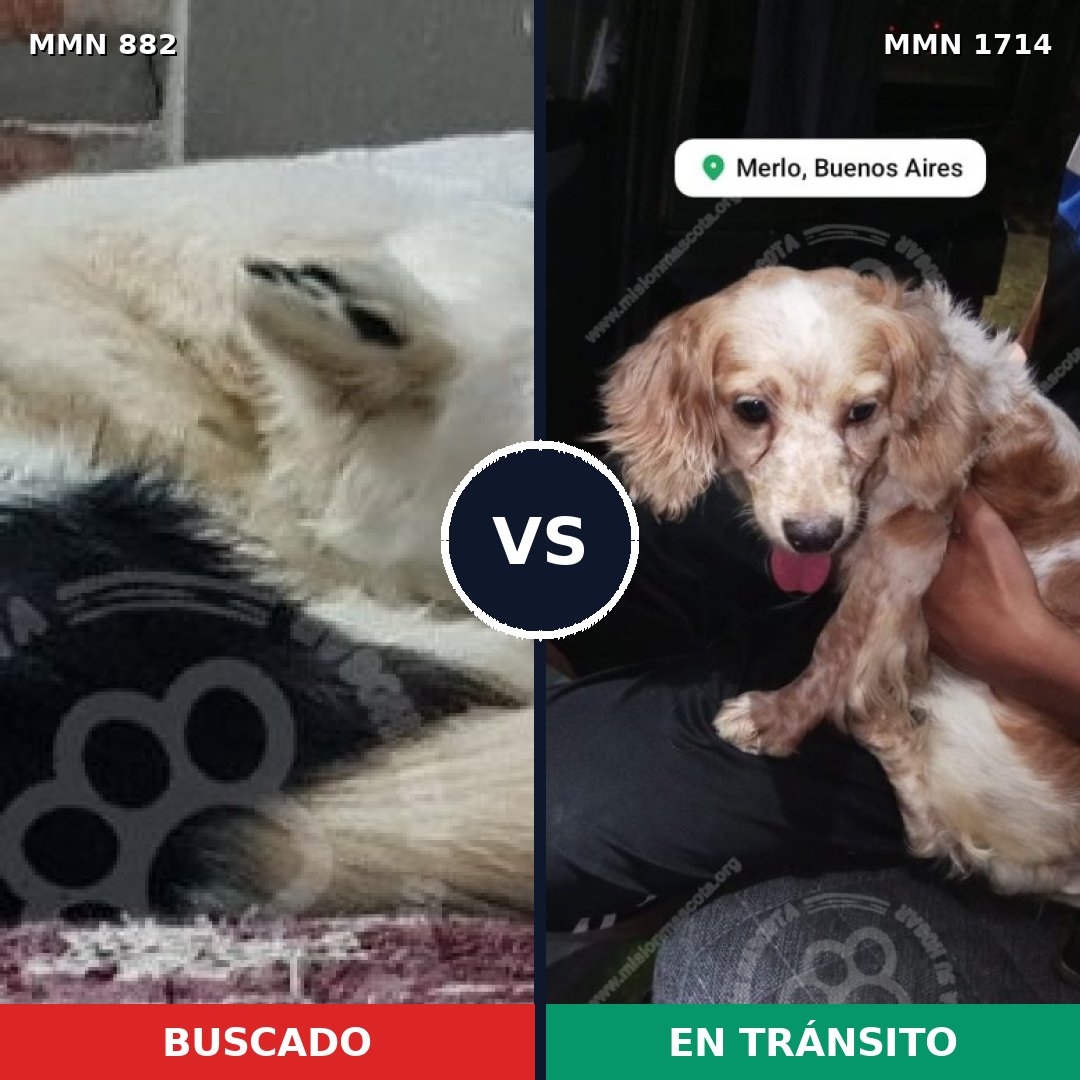 Comparativa MMS 37965: mascota perdida y mascota encontrada, 39% de similitud