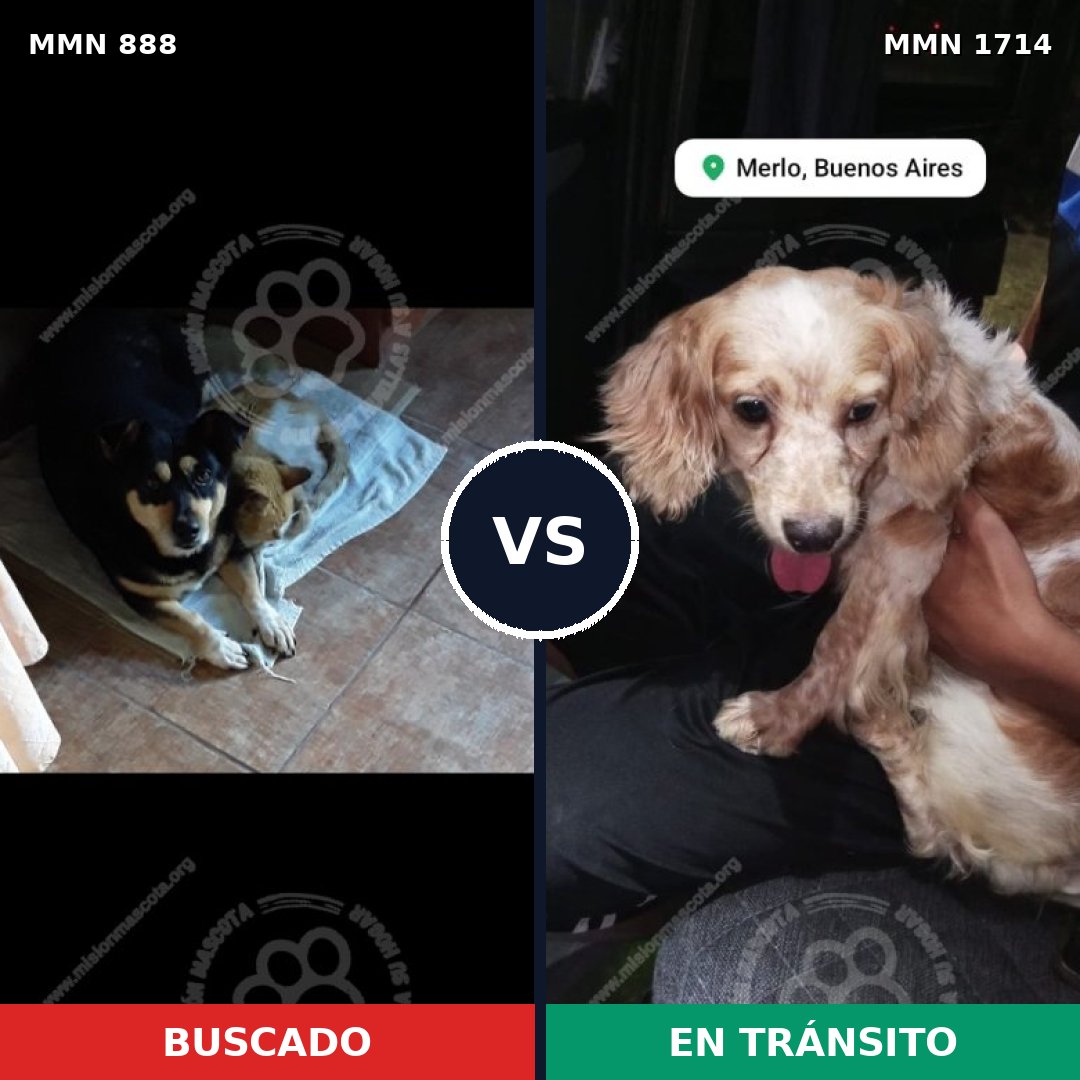 Comparativa MMS 37966: mascota perdida y mascota encontrada, 47% de similitud