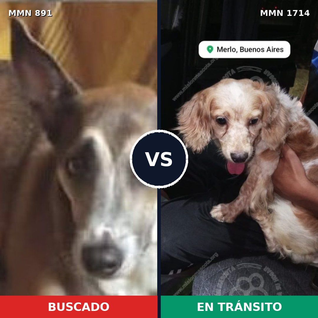 Comparativa MMS 37967: mascota perdida y mascota encontrada, 35% de similitud