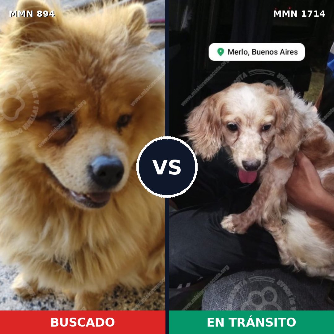 Comparativa MMS 37968: mascota perdida y mascota encontrada, 41% de similitud