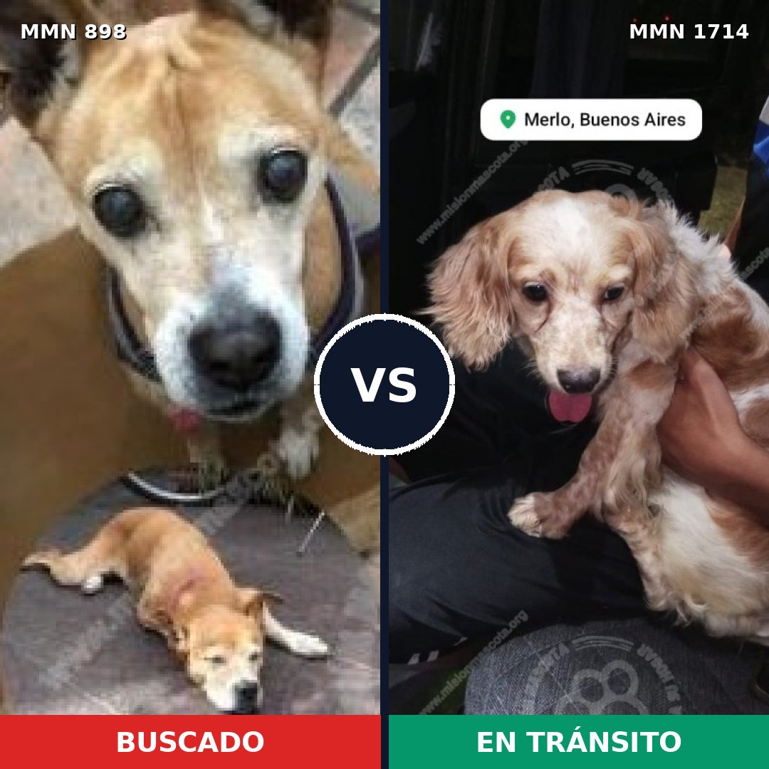 Comparativa MMS 37969: mascota perdida y mascota encontrada, 36% de similitud