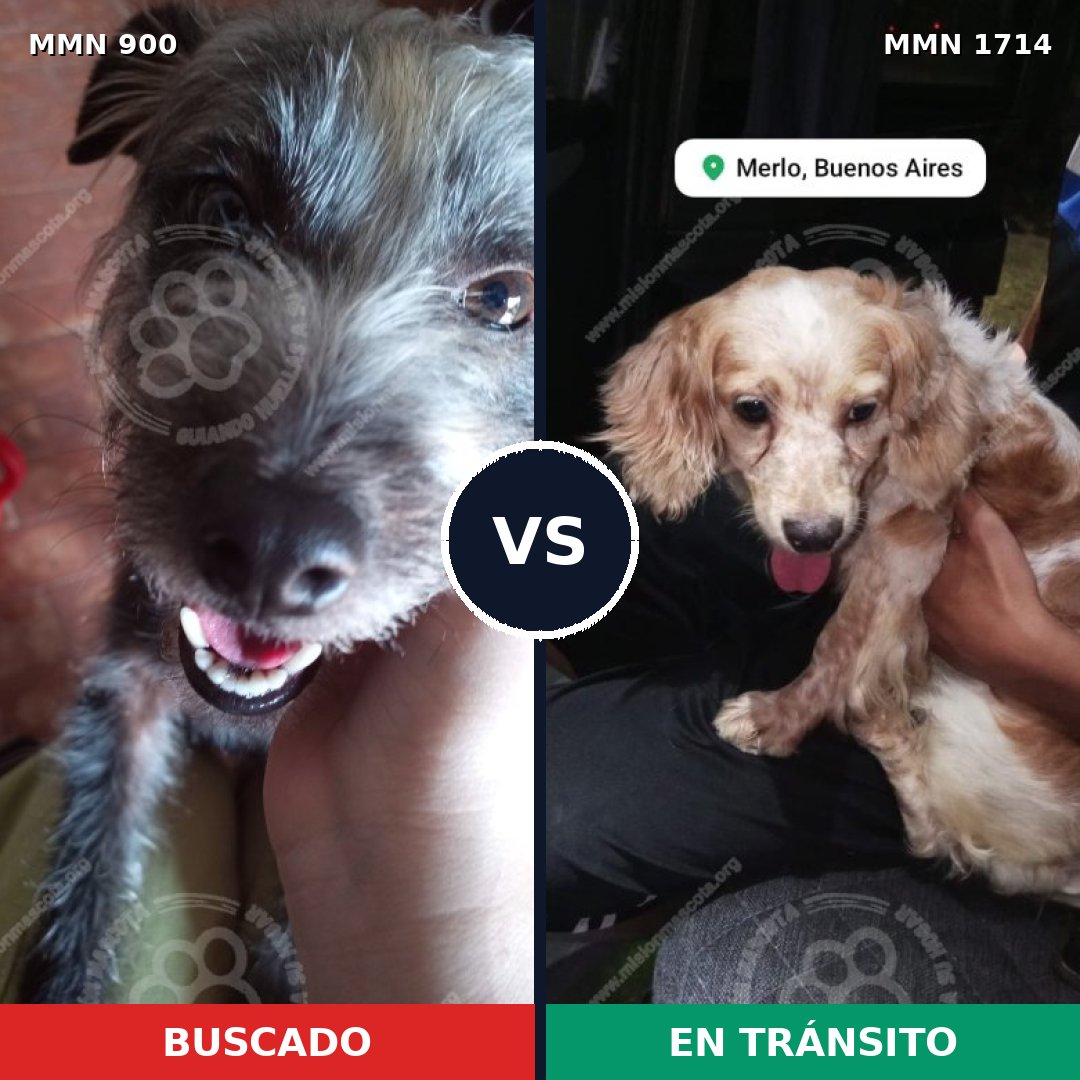 Comparativa MMS 37970: mascota perdida y mascota encontrada, 51% de similitud