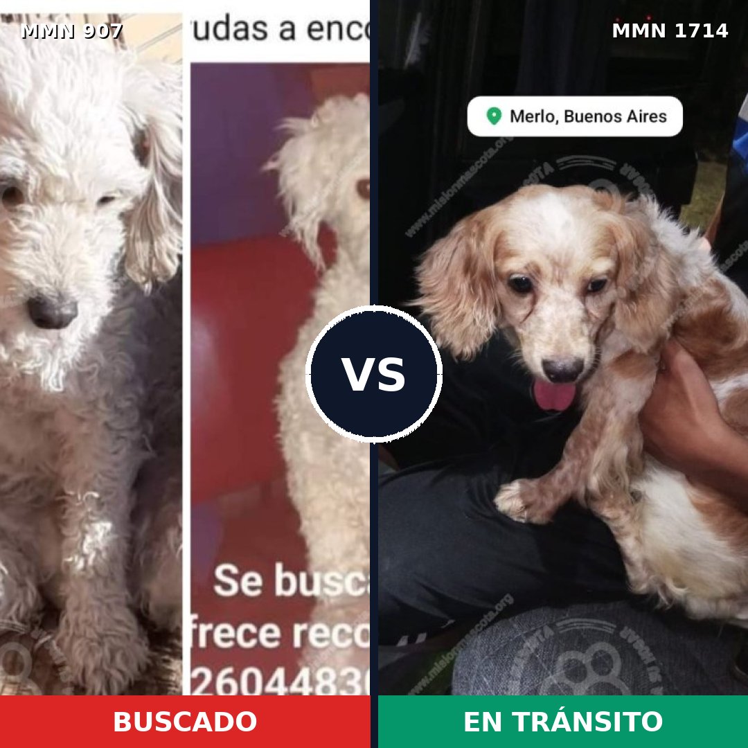 Comparativa MMS 37971: mascota perdida y mascota encontrada, 49% de similitud