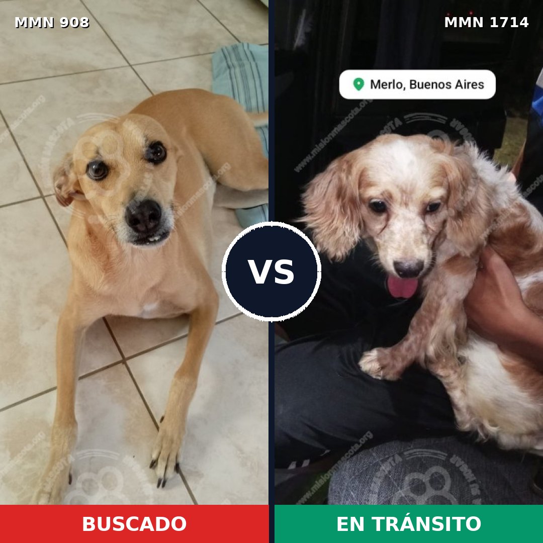 Comparativa MMS 37972: mascota perdida y mascota encontrada, 32% de similitud
