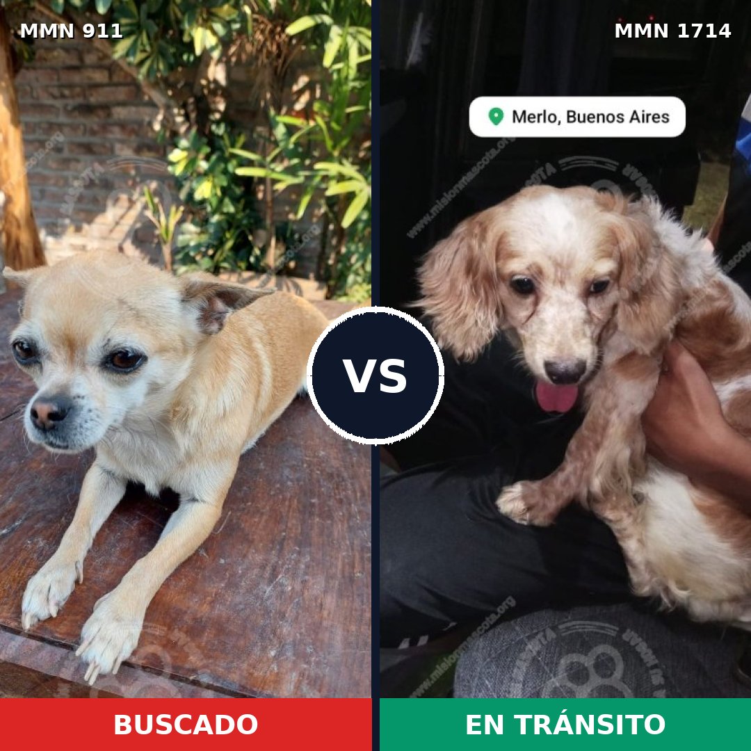Comparativa MMS 37973: mascota perdida y mascota encontrada, 52% de similitud