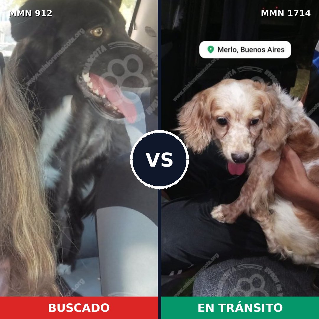Comparativa MMS 37974: mascota perdida y mascota encontrada, 28% de similitud