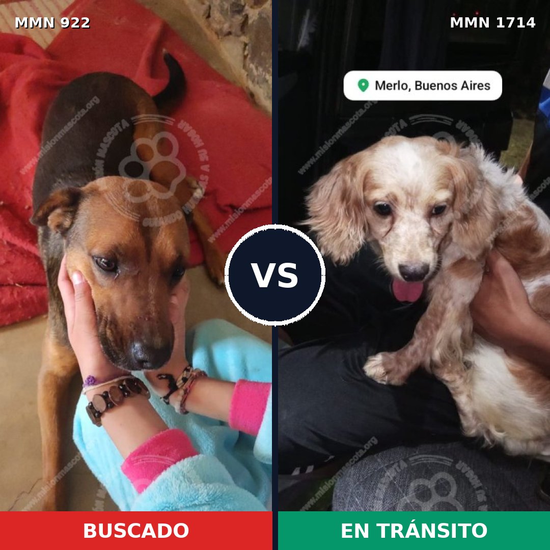 Comparativa MMS 37976: mascota perdida y mascota encontrada, 34% de similitud