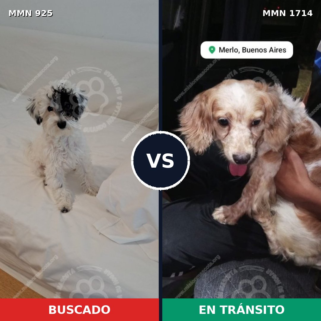 Comparativa MMS 37977: mascota perdida y mascota encontrada, 56% de similitud