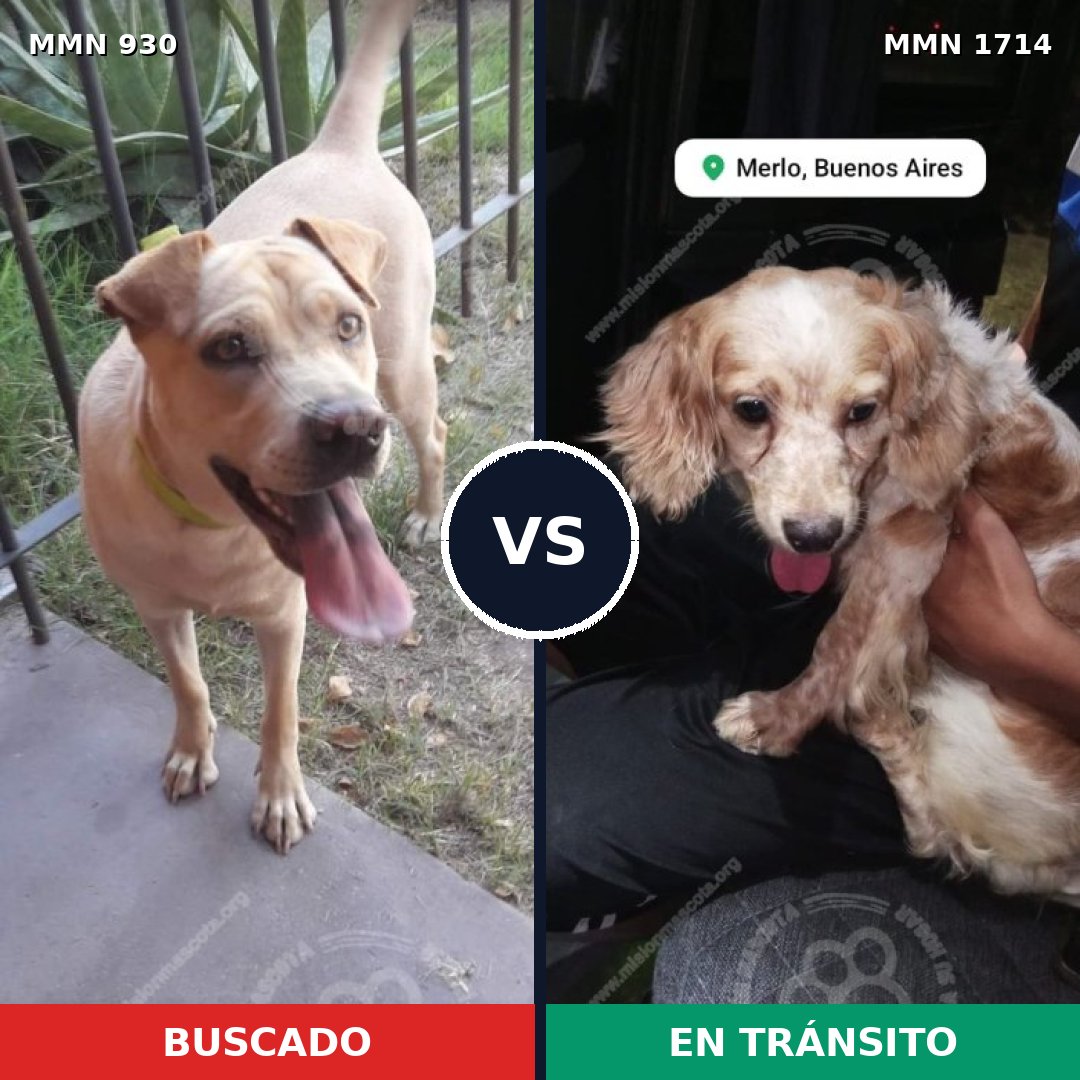 Comparativa MMS 37978: mascota perdida y mascota encontrada, 25% de similitud