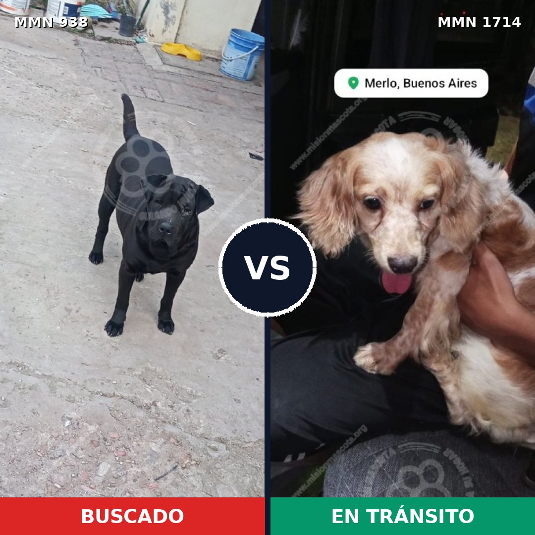 Comparativa MMS 37979: mascota perdida y mascota encontrada, 38% de similitud