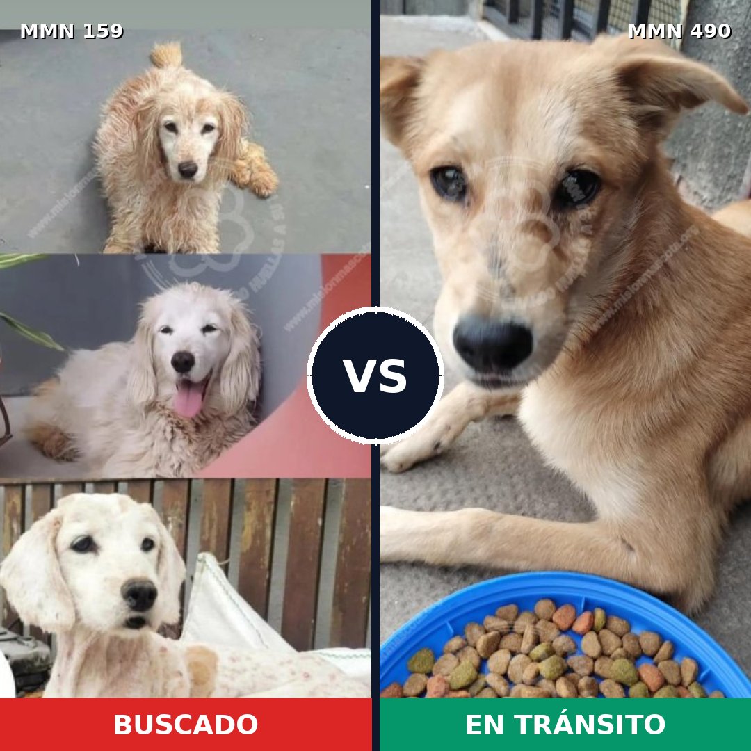 Comparativa MMS 3798: mascota perdida y mascota encontrada, 99% de similitud