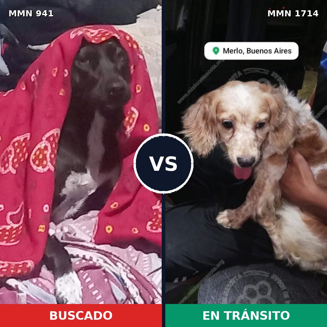 Comparativa MMS 37980: mascota perdida y mascota encontrada, 31% de similitud