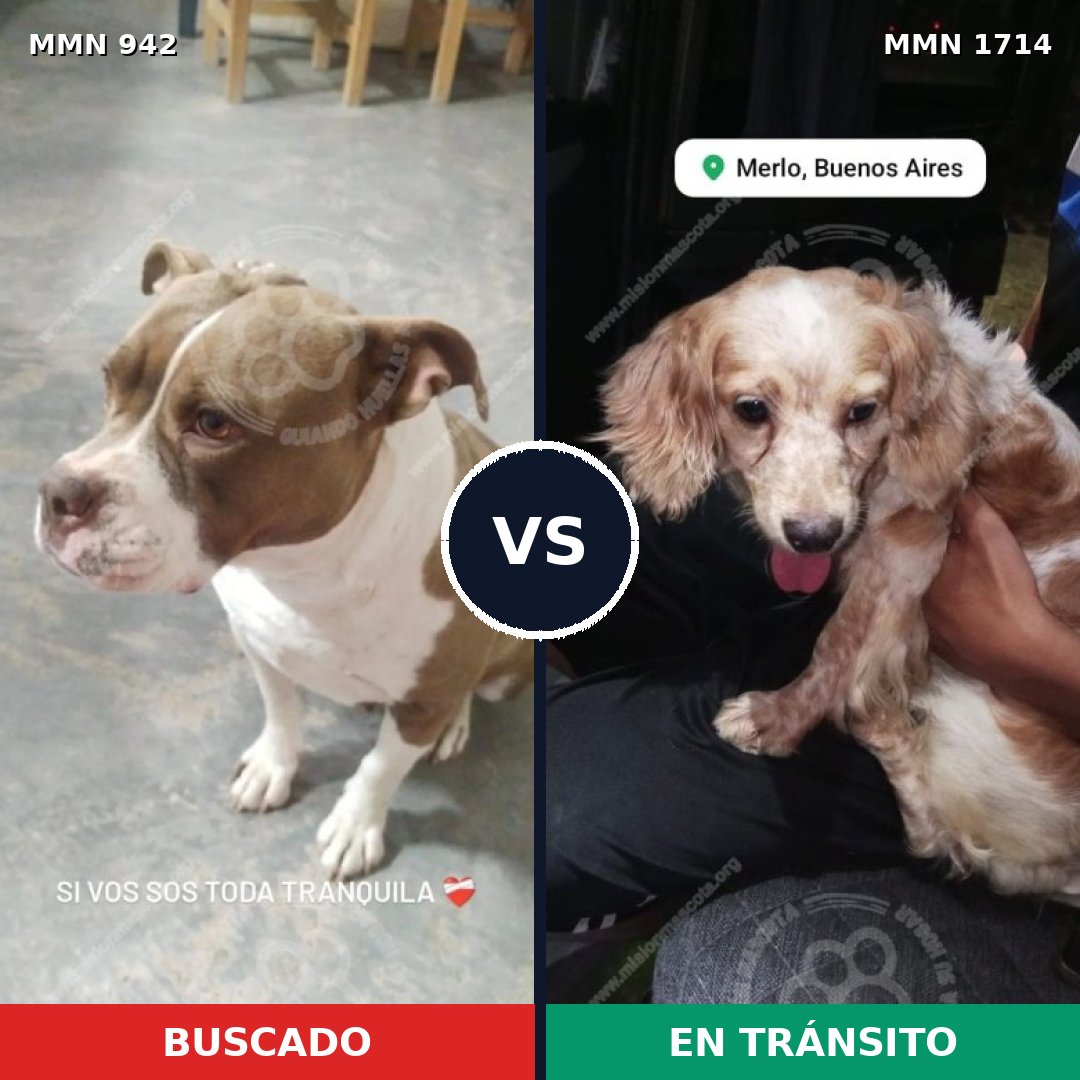 Comparativa MMS 37981: mascota perdida y mascota encontrada, 38% de similitud