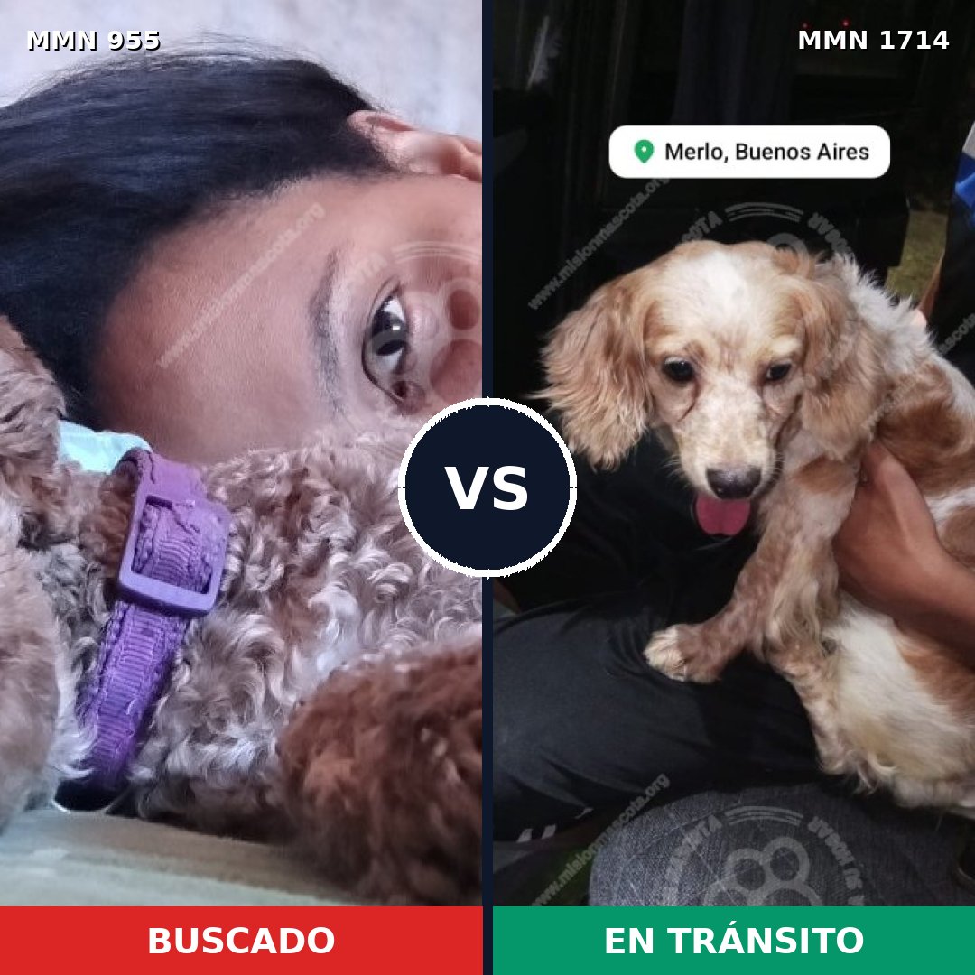 Comparativa MMS 37983: mascota perdida y mascota encontrada, 44% de similitud