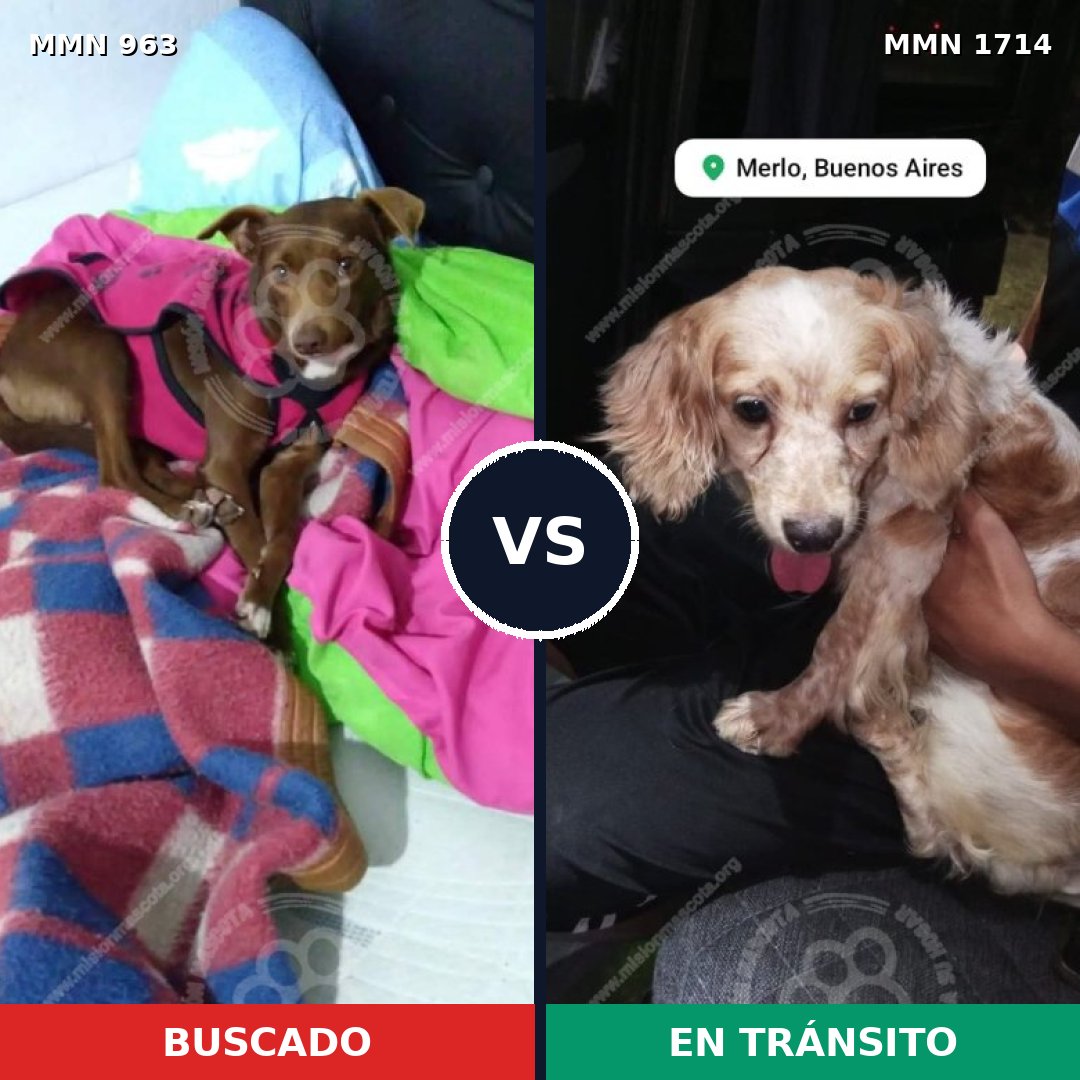 Comparativa MMS 37984: mascota perdida y mascota encontrada, 39% de similitud