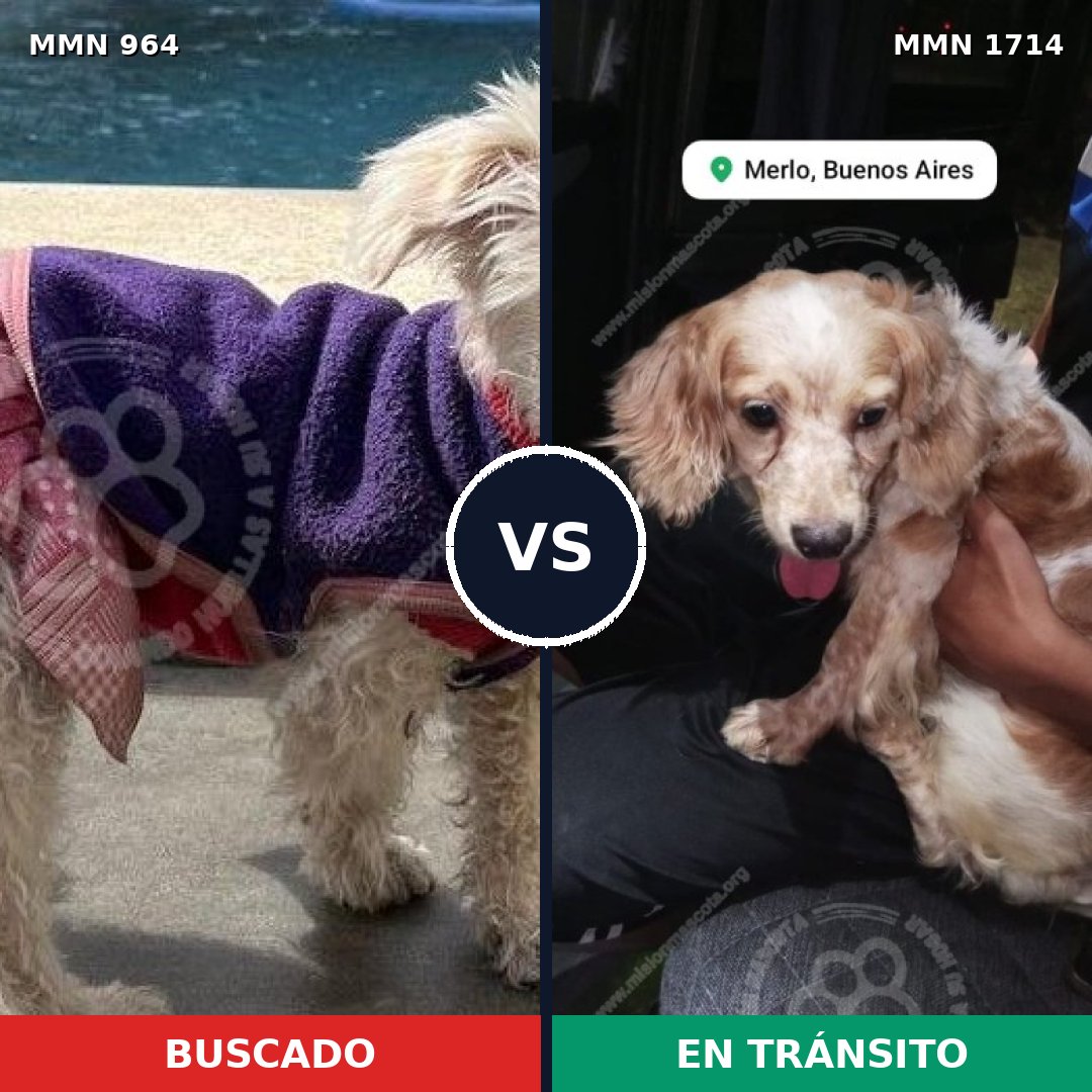 Comparativa MMS 37985: mascota perdida y mascota encontrada, 55% de similitud
