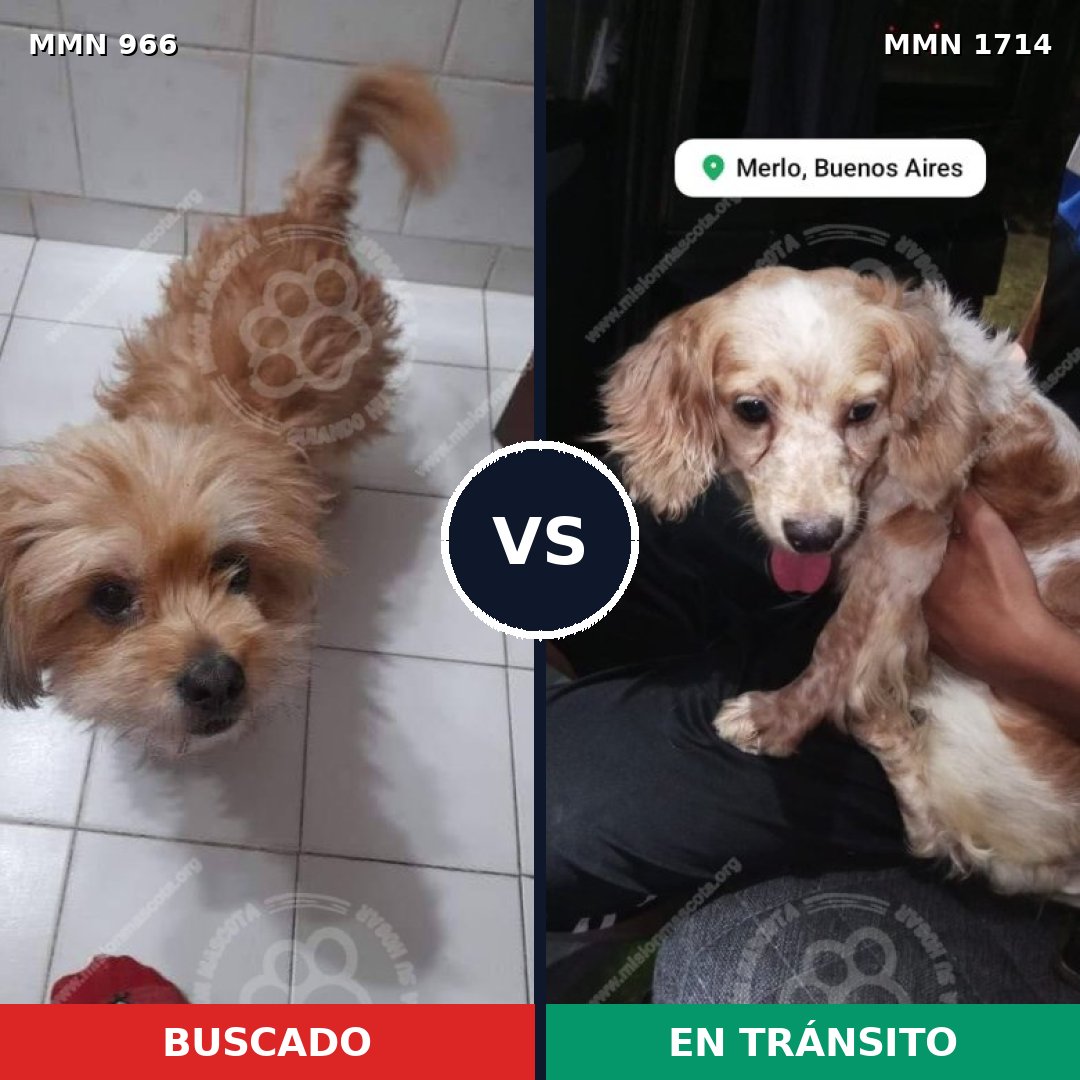 Comparativa MMS 37986: mascota perdida y mascota encontrada, 53% de similitud