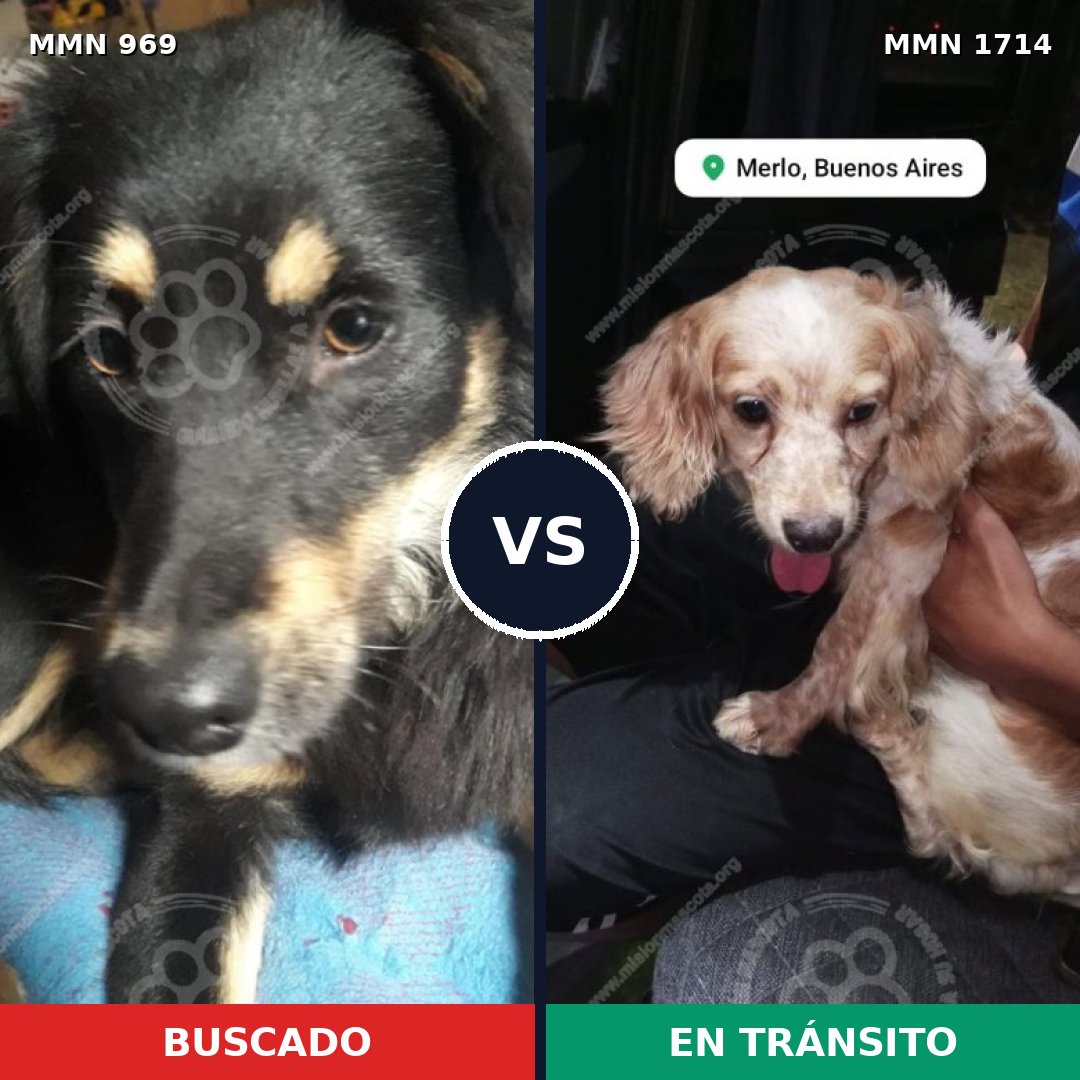 Comparativa MMS 37987: mascota perdida y mascota encontrada, 47% de similitud