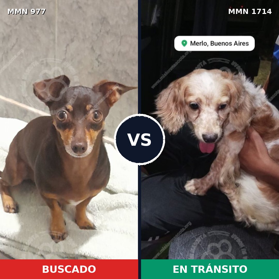 Comparativa MMS 37988: mascota perdida y mascota encontrada, 55% de similitud