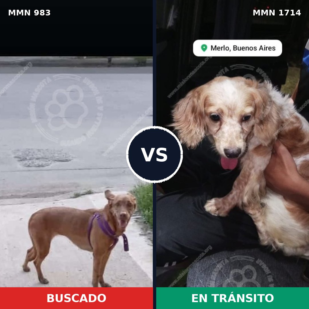 Comparativa MMS 37989: mascota perdida y mascota encontrada, 33% de similitud