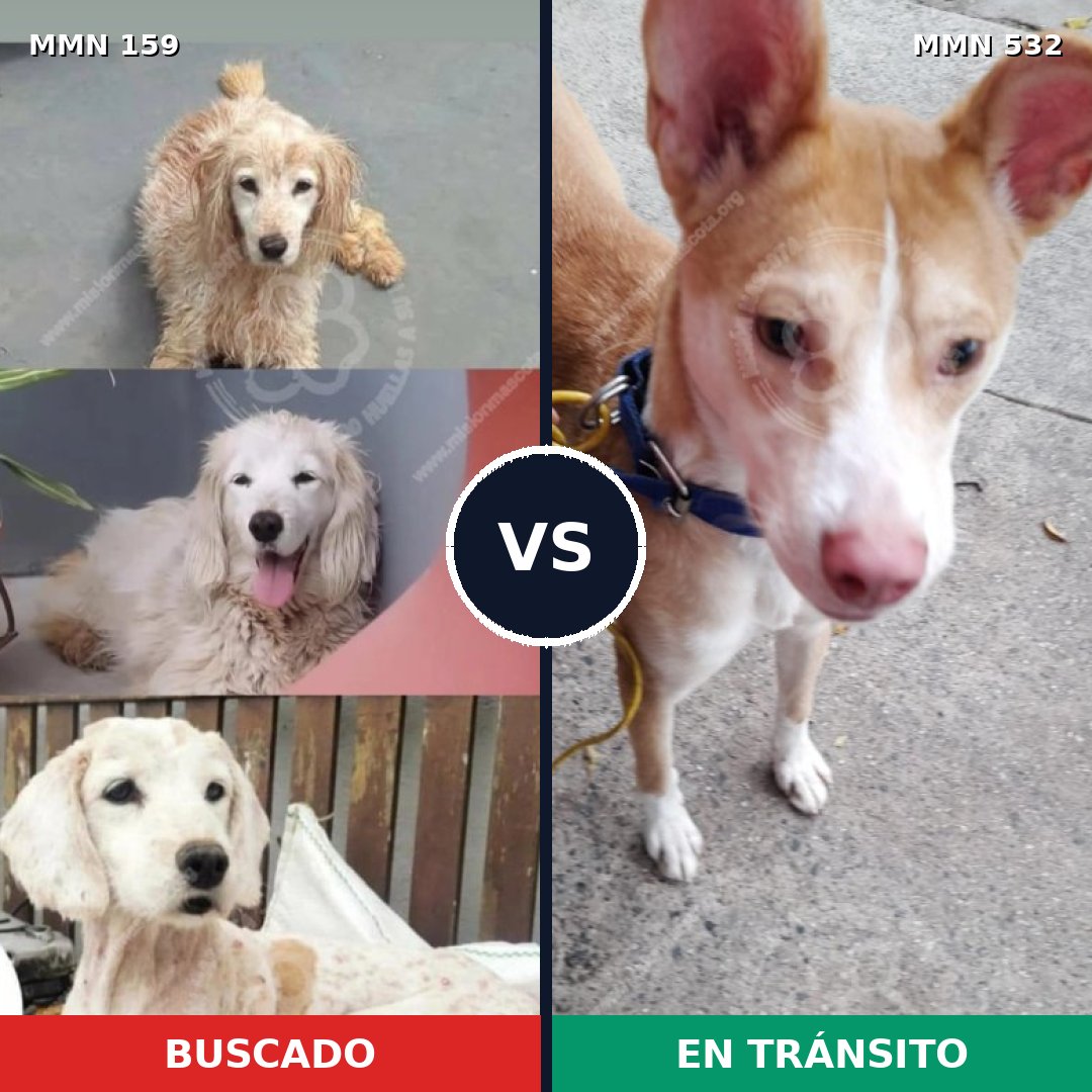 Comparativa MMS 3799: mascota perdida y mascota encontrada, 67% de similitud