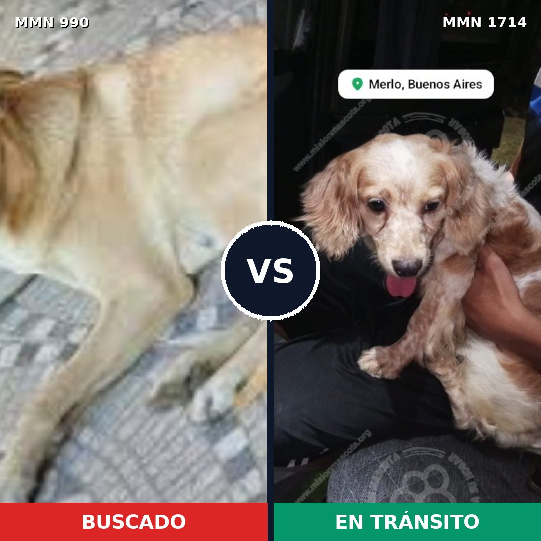 Comparativa MMS 37990: mascota perdida y mascota encontrada, 40% de similitud